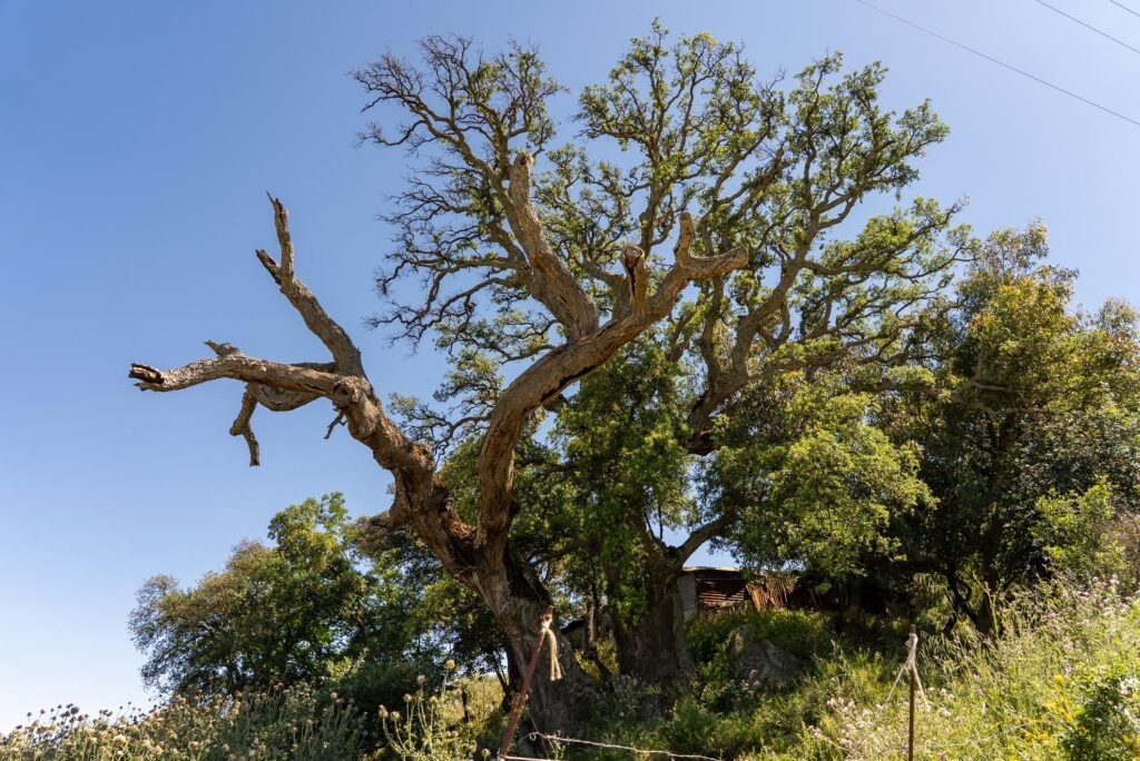 Immagine di copertina dell'annuncio