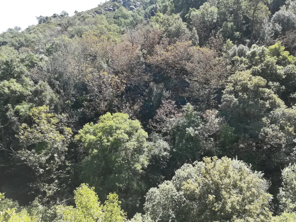 Immagine di copertina dell'annuncio